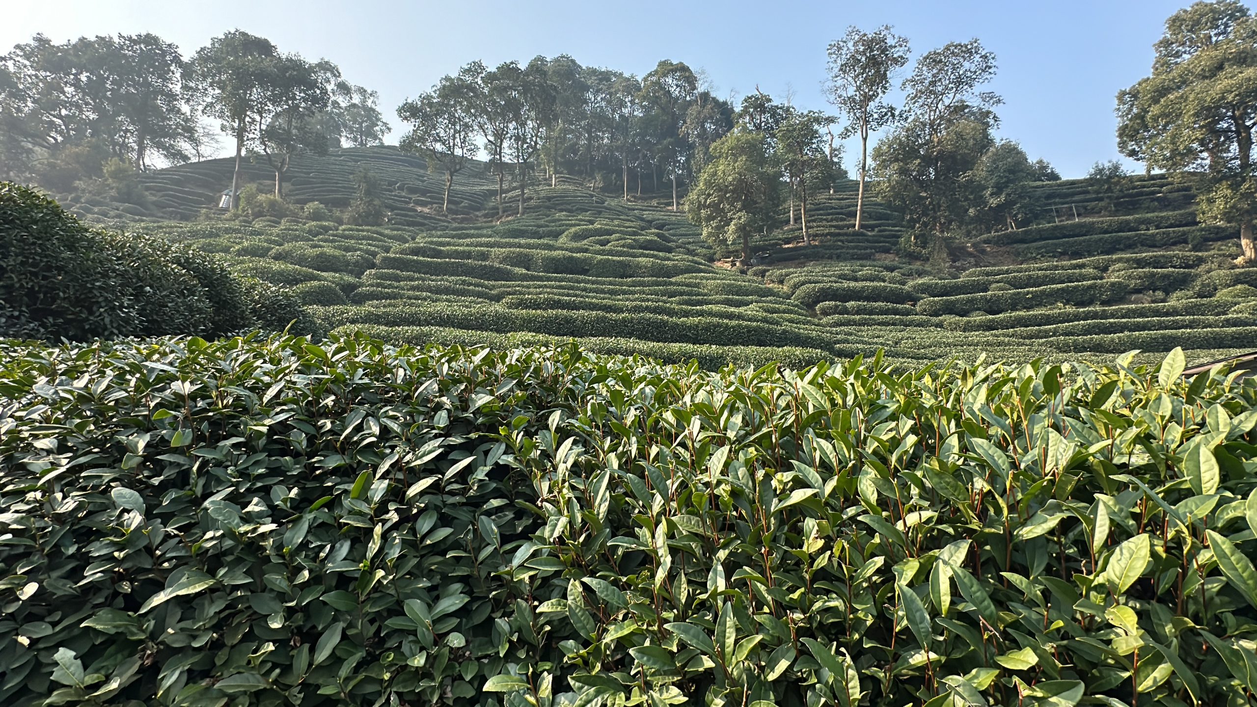 Mei Jia Wu Village Tea Plantation